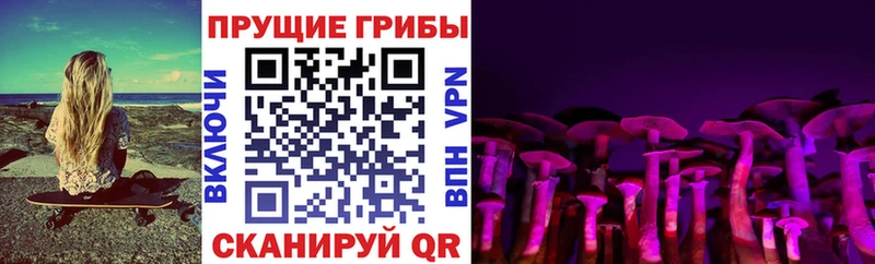 где можно купить   Кизляр  Галлюциногенные грибы Cubensis 